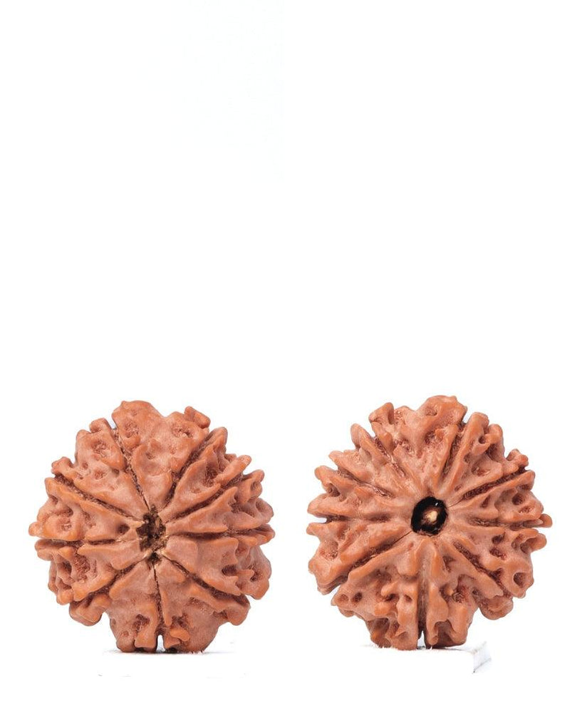 9 Mukhi Rudraksha from Nepal - Unleash Your Inner Warrior | Brahmatells - BrahmatellsStore