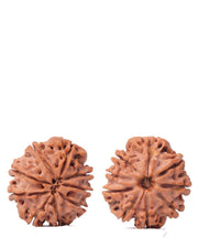 9 Mukhi Rudraksha from Nepal - Unleash Your Inner Warrior | Brahmatells - BrahmatellsStore