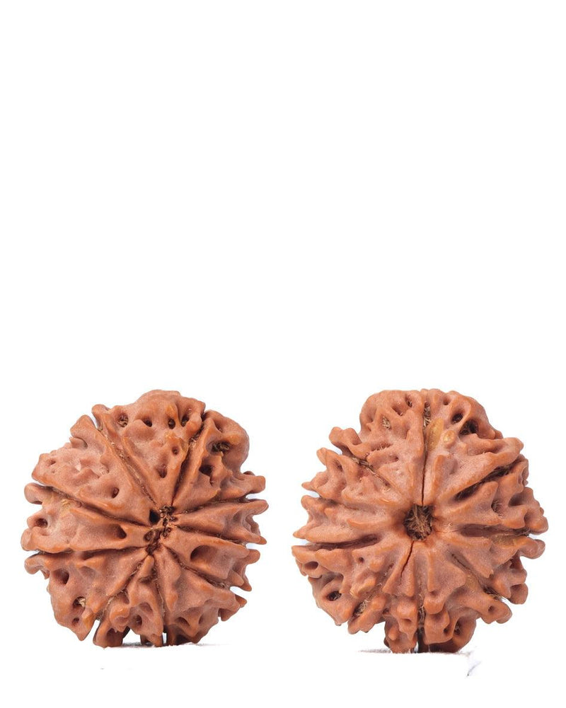 9 Mukhi Rudraksha from Nepal - Unleash Your Inner Warrior | Brahmatells - BrahmatellsStore