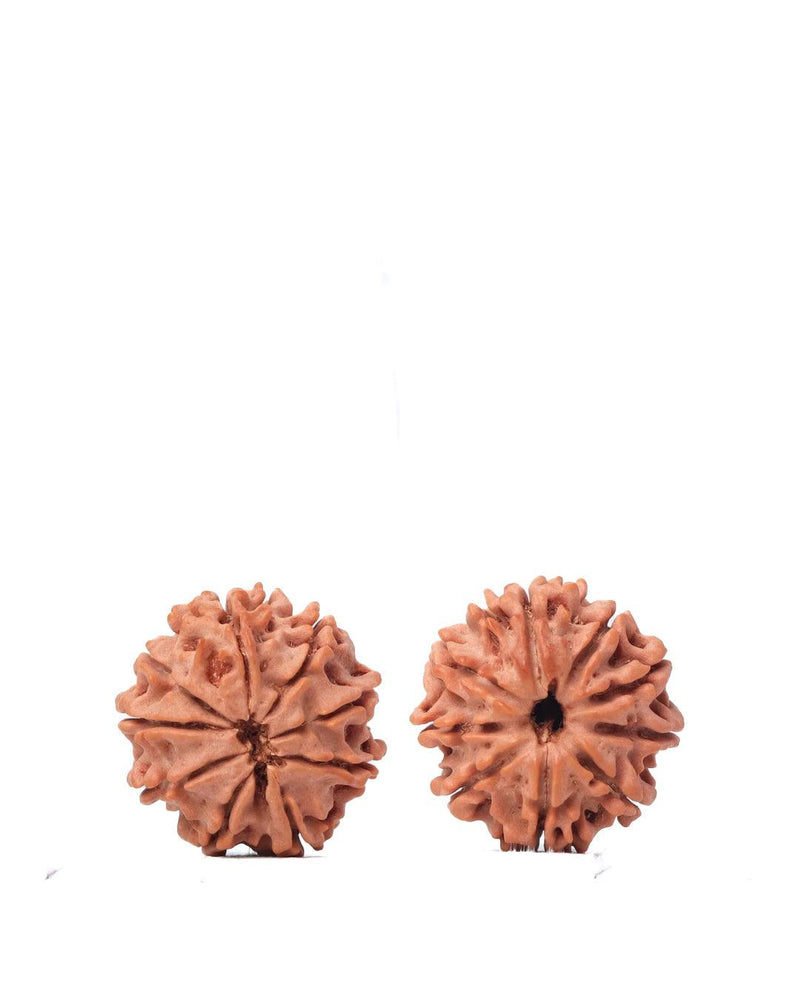 9 Mukhi Rudraksha from Nepal - Unleash Your Inner Warrior | Brahmatells - BrahmatellsStore