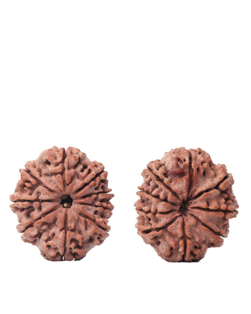 9 Mukhi Rudraksha from Nepal - Unleash Your Inner Warrior | Brahmatells - BrahmatellsStore