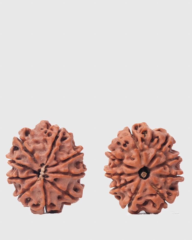 9 Mukhi Rudraksha from Nepal - Unleash Your Inner Warrior | Brahmatells - BrahmatellsStore