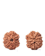 9 Mukhi Rudraksha from Nepal - Unleash Your Inner Warrior | Brahmatells - BrahmatellsStore