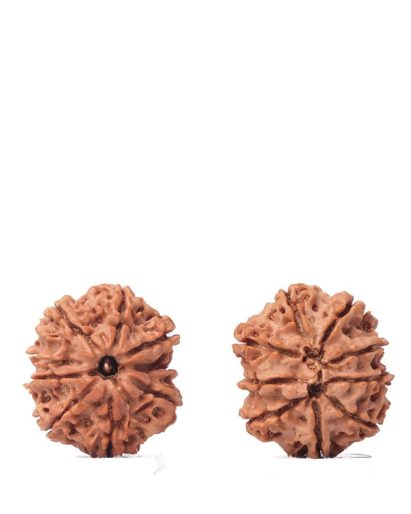 9 Mukhi Rudraksha from Nepal - Unleash Your Inner Warrior | Brahmatells - BrahmatellsStore