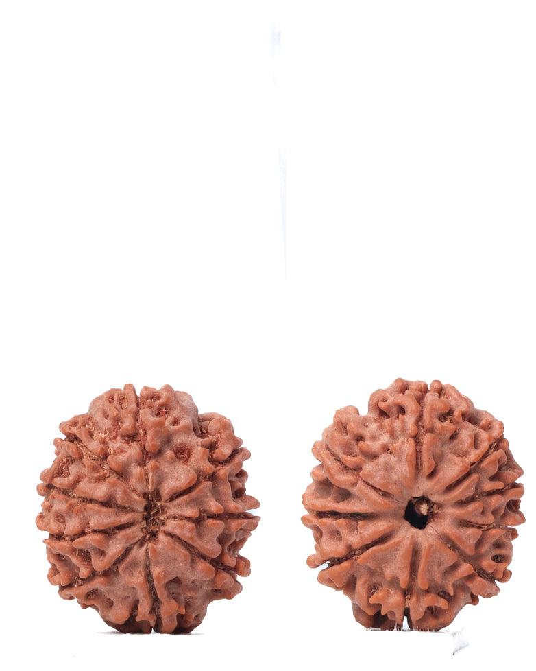 9 Mukhi Rudraksha from Nepal - Unleash Your Inner Warrior | Brahmatells - BrahmatellsStore