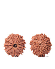 9 Mukhi Rudraksha from Nepal - Unleash Your Inner Warrior | Brahmatells - BrahmatellsStore