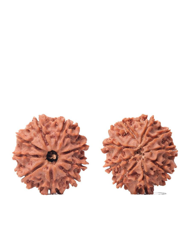9 Mukhi Rudraksha from Nepal - Unleash Your Inner Warrior | Brahmatells - BrahmatellsStore