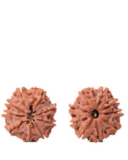 9 Mukhi Rudraksha from Nepal - Unleash Your Inner Warrior | Brahmatells - BrahmatellsStore