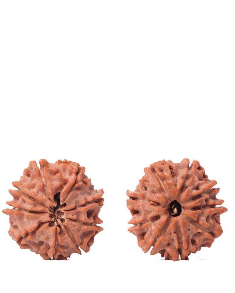 9 Mukhi Rudraksha from Nepal - Unleash Your Inner Warrior | Brahmatells - BrahmatellsStore