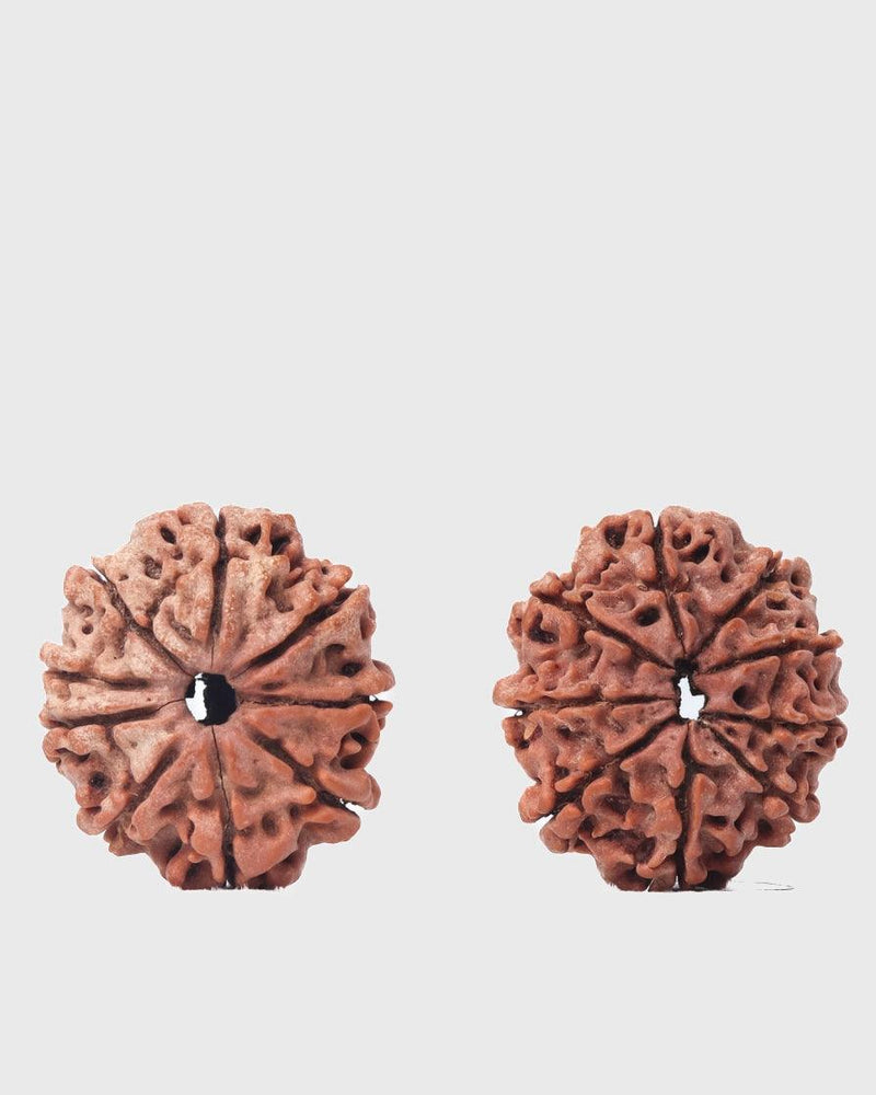 9 Mukhi Rudraksha from Nepal - Unleash Your Inner Warrior | Brahmatells - BrahmatellsStore