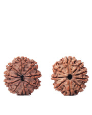 9 Mukhi Rudraksha from Nepal - Unleash Your Inner Warrior | Brahmatells - BrahmatellsStore