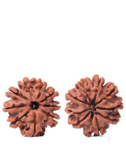 9 Mukhi Rudraksha from Nepal - Unleash Your Inner Warrior | Brahmatells - BrahmatellsStore