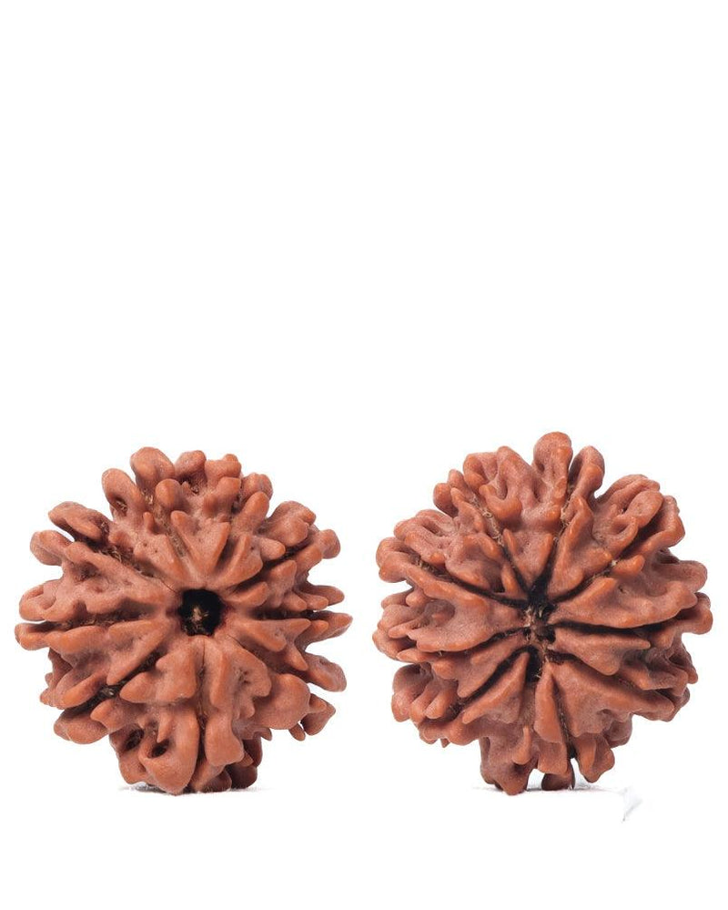 9 Mukhi Rudraksha from Nepal - Unleash Your Inner Warrior | Brahmatells - BrahmatellsStore