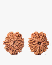 9 Mukhi Rudraksha from Nepal - Unleash Your Inner Warrior | Brahmatells - BrahmatellsStore