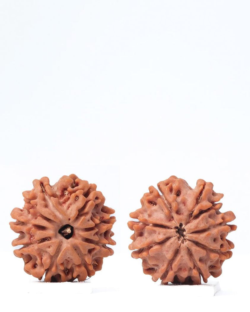 9 Mukhi Rudraksha from Nepal - Unleash Your Inner Warrior | Brahmatells - BrahmatellsStore