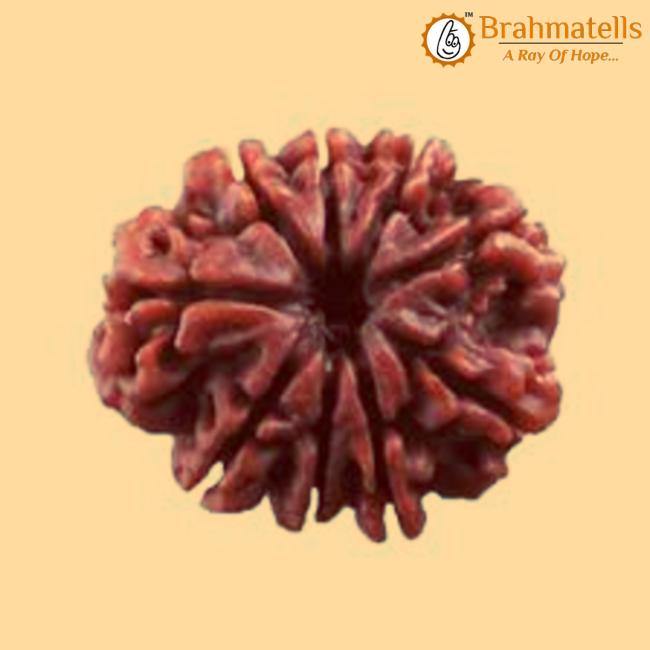 9 Mukhi Rudraksha Java - Harness Goddess Durga's Divine Force | Brahmatells - BrahmatellsStore