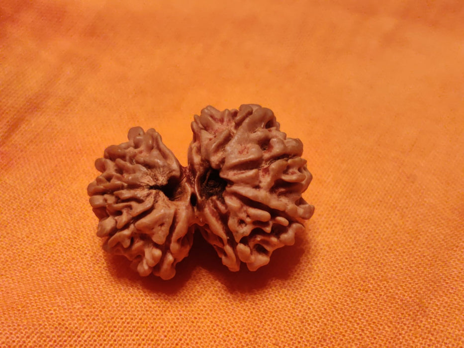 Garbh Gauri Rudraksha | Sacred Bead from Nepal