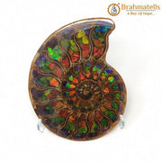 Ammolite - BrahmatellsStore