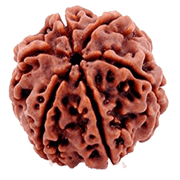 Authentic Java-Origin 6 Mukhi Rudraksha Bead | Venus' Wisdom & Eloquence | Brahmatells - BrahmatellsStore
