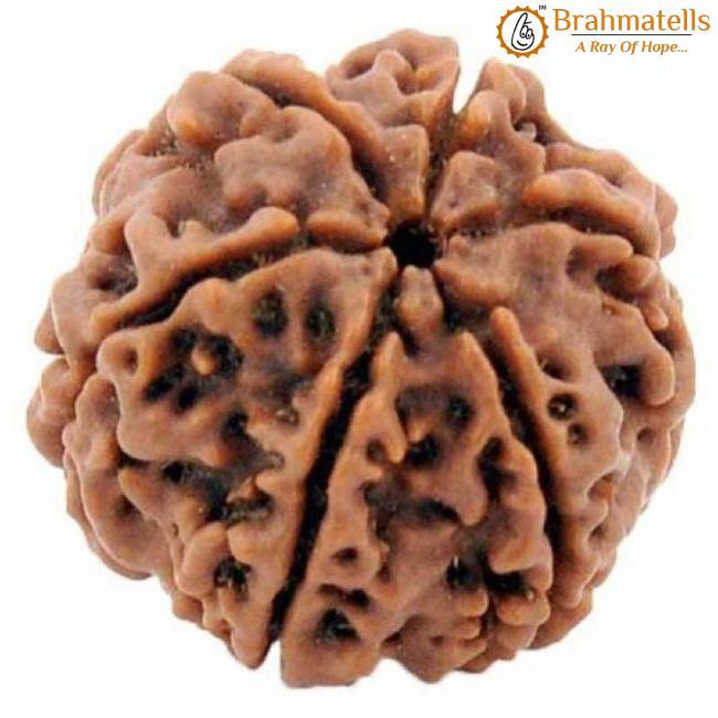 Authentic Java-Origin 6 Mukhi Rudraksha Bead | Venus' Wisdom & Eloquence | Brahmatells - BrahmatellsStore