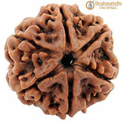 Authentic Java-Origin 6 Mukhi Rudraksha Bead | Venus' Wisdom & Eloquence | Brahmatells - BrahmatellsStore