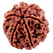 Buy 6 Mukhi Rudraksha Bead Online | Authentic Nepalese Brahmatells Collection - BrahmatellsStore