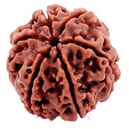 Buy 6 Mukhi Rudraksha Bead Online | Authentic Nepalese Brahmatells Collection - BrahmatellsStore