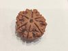 Buy 6 Mukhi Rudraksha Bead Online | Authentic Nepalese Brahmatells Collection - BrahmatellsStore