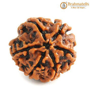 Buy 6 Mukhi Rudraksha Bead Online | Authentic Nepalese Brahmatells Collection - BrahmatellsStore