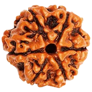 Buy 6 Mukhi Rudraksha Bead Online | Authentic Nepalese Brahmatells Collection - BrahmatellsStore