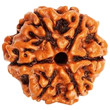 Buy 6 Mukhi Rudraksha Bead Online | Authentic Nepalese Brahmatells Collection - BrahmatellsStore