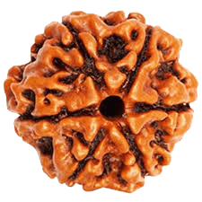 Buy 6 Mukhi Rudraksha Bead Online | Authentic Nepalese Brahmatells Collection - BrahmatellsStore