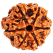 Buy 6 Mukhi Rudraksha Bead Online | Authentic Nepalese Brahmatells Collection - BrahmatellsStore