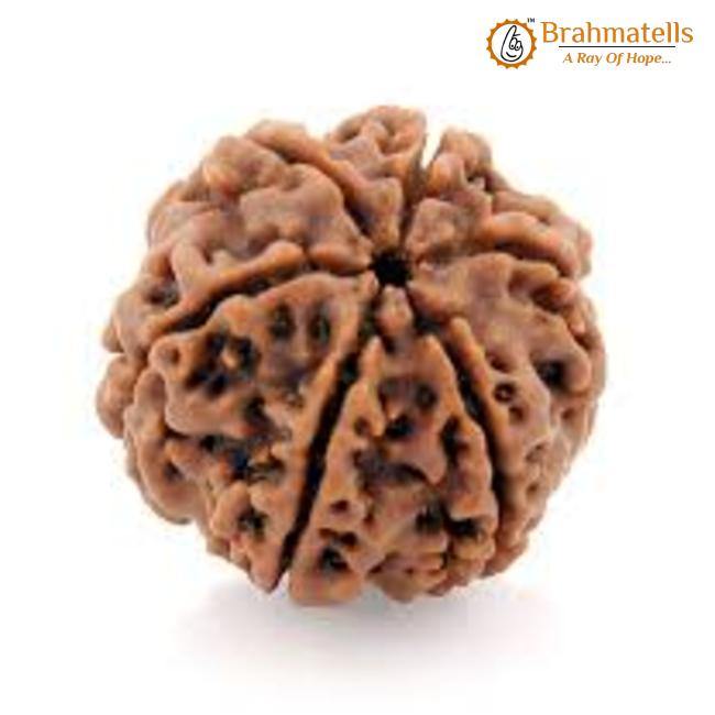 Buy 6 Mukhi Rudraksha Bead Online | Authentic Nepalese Brahmatells Collection - BrahmatellsStore