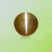 Cats Eye cinnamon-brown BTCE111GSM - BrahmatellsStore