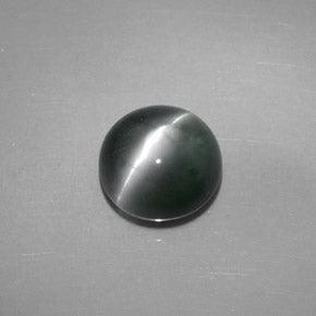 Cats Eye (Lehsunia) Brazil - BrahmatellsStore