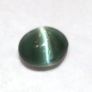 Cats Eye (Lehsunia) Brazil - BrahmatellsStore