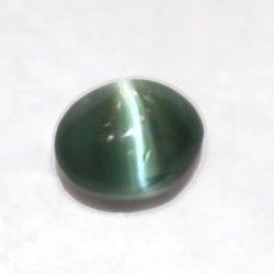 Cats Eye (Lehsunia) Brazil - BrahmatellsStore
