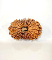 Collector's Edition 21 Mukhi Rudraksha - Lord Kubera's Wealth Blessing | Brahmatells - BrahmatellsStore