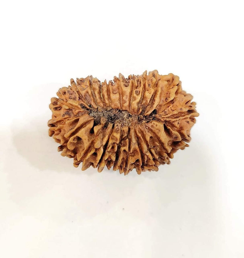 Collector's Edition 21 Mukhi Rudraksha - Lord Kubera's Wealth Blessing | Brahmatells - BrahmatellsStore