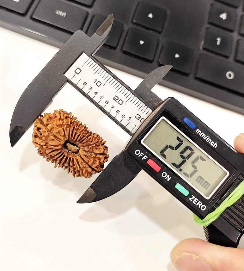 Collector's Edition 21 Mukhi Rudraksha - Lord Kubera's Wealth Blessing | Brahmatells - BrahmatellsStore