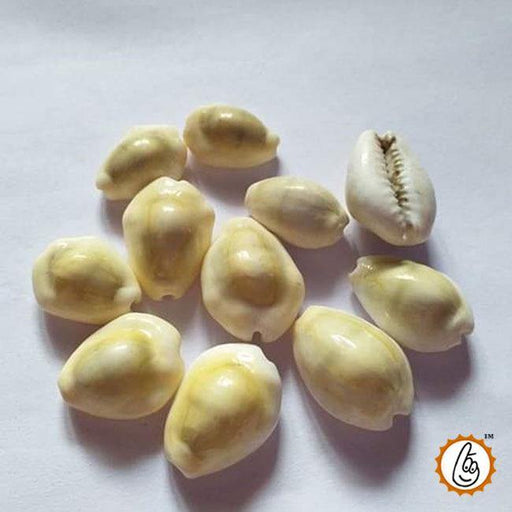 Cowrie (Kauri) 11 PCS - BrahmatellsStore