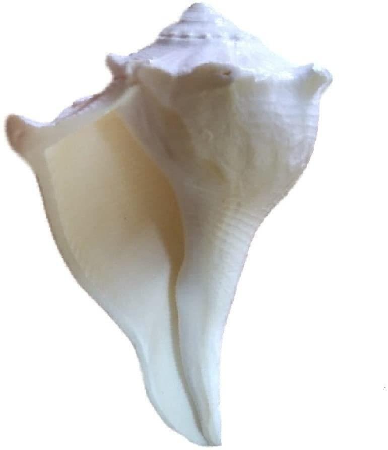 Dakshinawarti Shankh - BrahmatellsStore