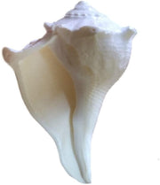 Dakshinawarti Shankh - BrahmatellsStore