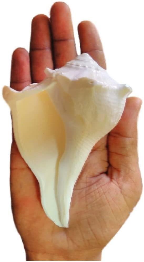 Dakshinawarti Shankh - BrahmatellsStore