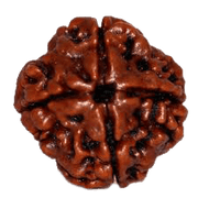 Dark Brown 4 Mukhi Rudraksha Bead - Channeling Brahma's Wisdom | Brahmatells - BrahmatellsStore