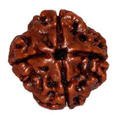 Dark Brown 4 Mukhi Rudraksha Bead - Channeling Brahma's Wisdom | Brahmatells - BrahmatellsStore