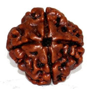Dark Brown 4 Mukhi Rudraksha Bead - Channeling Brahma's Wisdom | Brahmatells - BrahmatellsStore