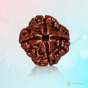 Dark Brown 4 Mukhi Rudraksha Bead - Channeling Brahma's Wisdom | Brahmatells - BrahmatellsStore