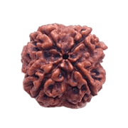 Dark Brown 4 Mukhi Rudraksha Bead - Wisdom of Brahma | Brahmatells - BrahmatellsStore